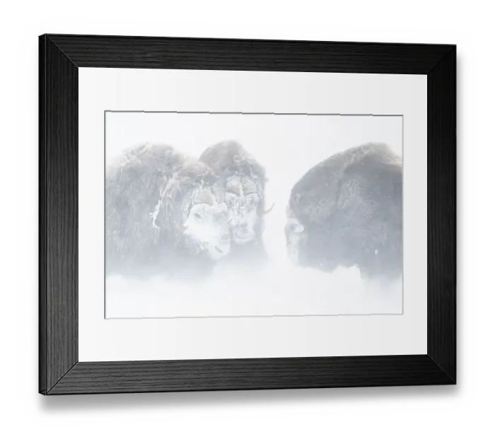 Framed Print : Musk oxes (Ovibos moschatus) in a snowstorm Framed Print : Musk oxes (Ovibos moschatus) in a snowstorm