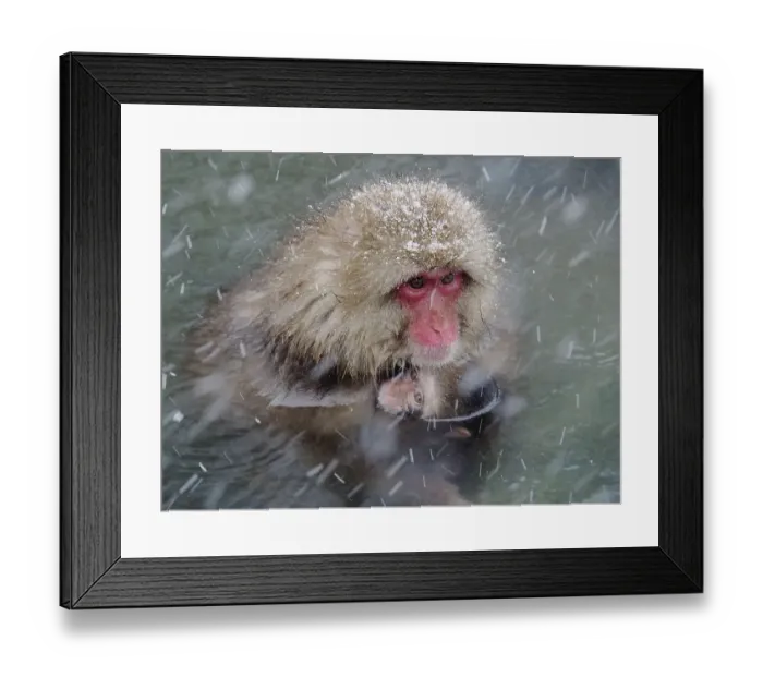 Framed Print : A snow monkey, Japan macaque, japanese macaque (Macaca fuscata)