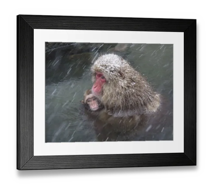 Framed Print : A snow monkey, Japan macaque, japanese macaque (Macaca fuscata) Framed Print : A snow monkey, Japan macaque, japanese macaque (Macaca fuscata)