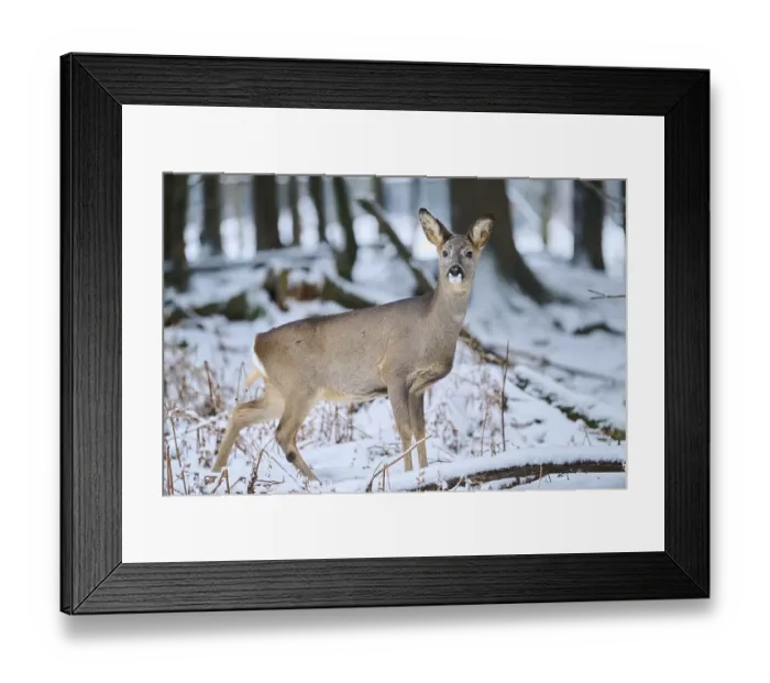 Framed Print : Roe deer (Capreolus capreolus) in a forest in winter
