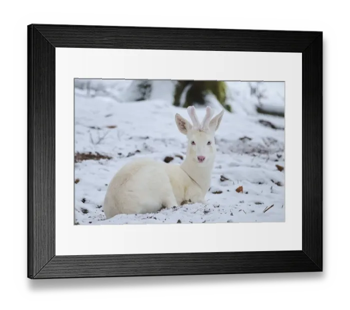 Framed Print : Roe deer (Capreolus capreolus) in the forest in winter
