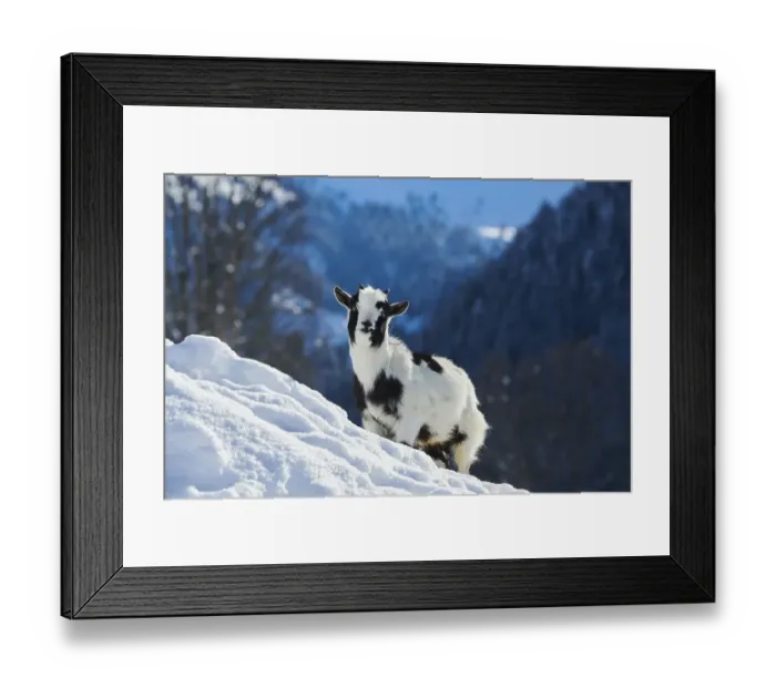 Framed Print : Domestic goat (Capra hircus) kid on a snowy meadow in winter Framed Print : Domestic goat (Capra hircus) kid on a snowy meadow in winter