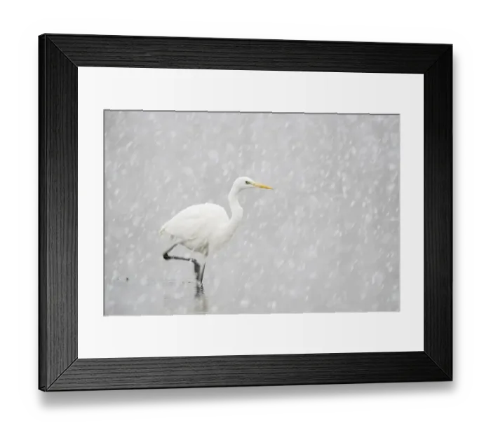 Framed Print : Hunting great egret (Ardea alba) Framed Print : Hunting great egret (Ardea alba)