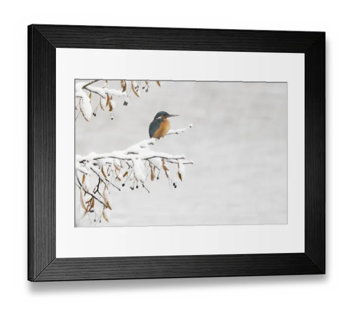 Framed Print : Common kingfisher (Alcedo atthis)