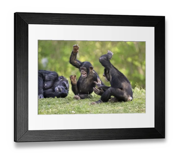 Framed Print : Chimpanzee (Pan troglodytes), adult female with young playing