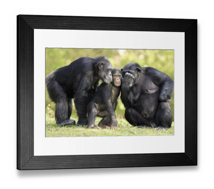 Framed Print : Chimpanzee (Pan troglodytes), two adult females with young Framed Print : Chimpanzee (Pan troglodytes), two adult females with young