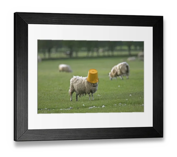 Framed Print : Domestic Sheep (Ovis aries), adult Framed Print : Domestic Sheep (Ovis aries), adult