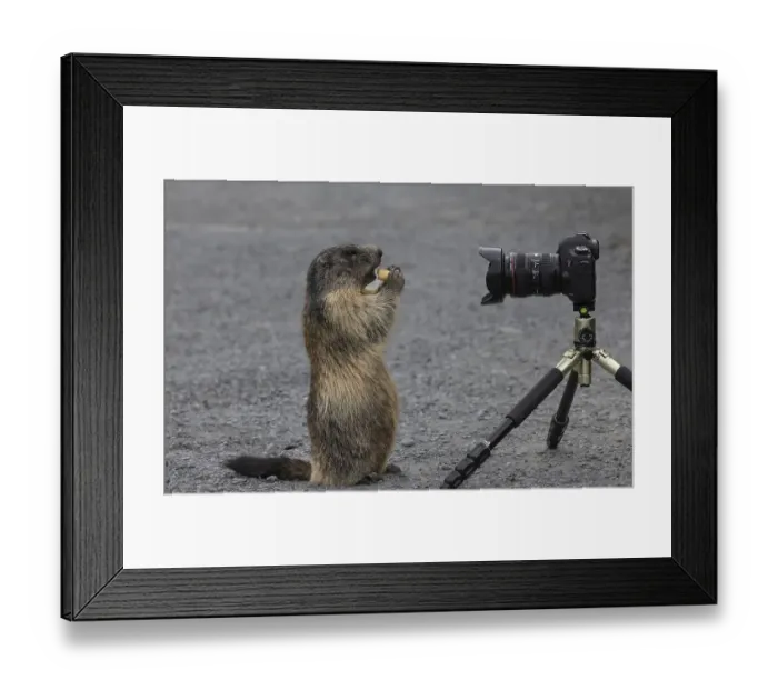 Framed Print : Marmot (Marmota) eats carrot and poses for camera