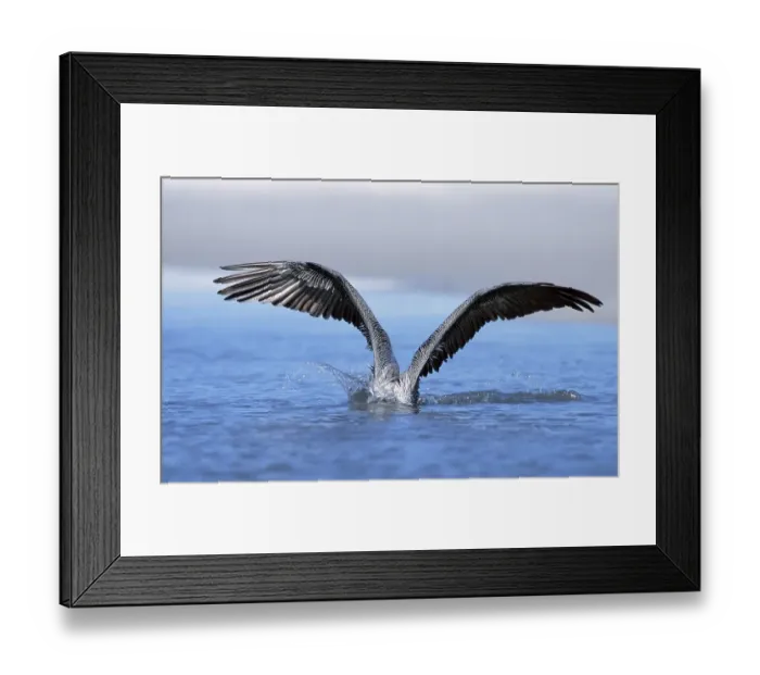 Framed Print : Brown Pelican (Pelecanus occidentalis)