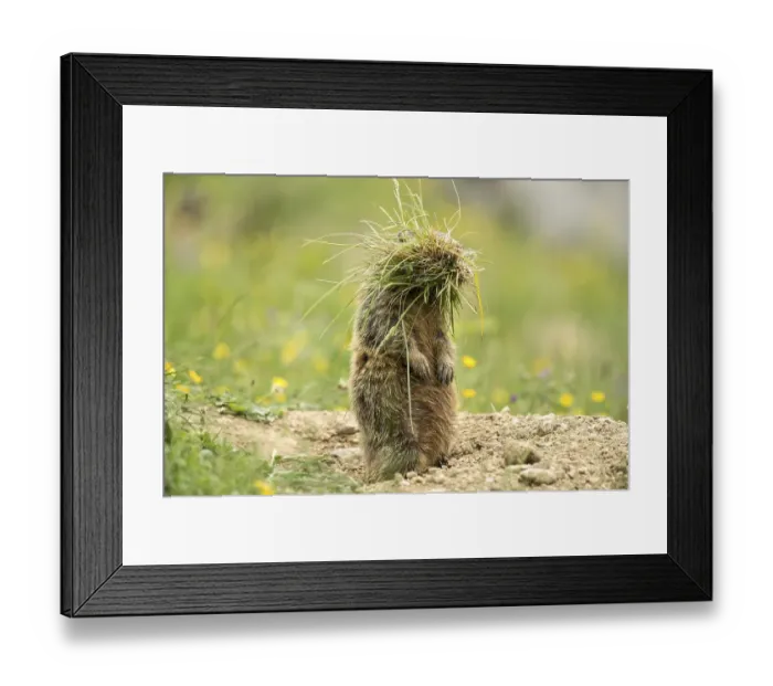 Framed Print : Marmot (Marmota) with tufts of grass
