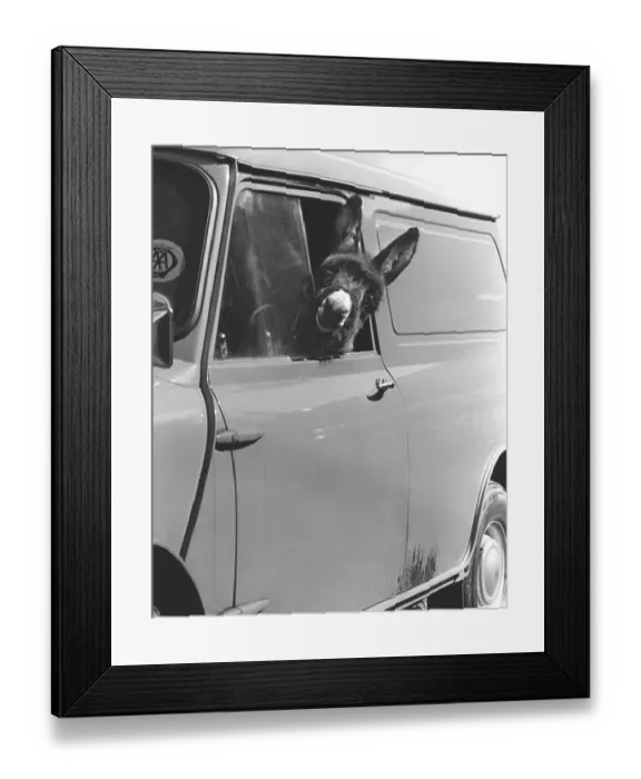 Framed Print : Donkey looks out of the car window Framed Print : Donkey looks out of the car window