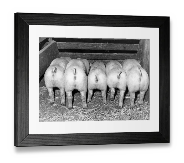 Framed Print : Five pigs eating, rear view, ca Framed Print : Five pigs eating, rear view, ca