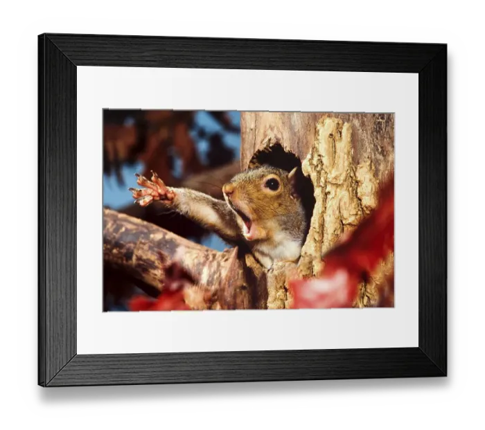 Framed Print : Eastern Grey Squirrel (Sciurus carolinensis) adult