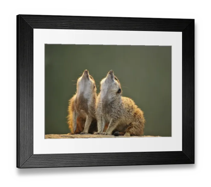 Framed Print : Meerkats (Suricata suricatta) looking up