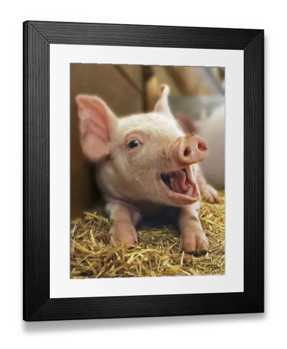 Framed Print : Piggy laughs happily into the camera Framed Print : Piggy laughs happily into the camera