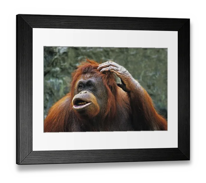 Framed Print : ORANG bornean orangutan (pongo pygmaeus) Framed Print : ORANG bornean orangutan (pongo pygmaeus)