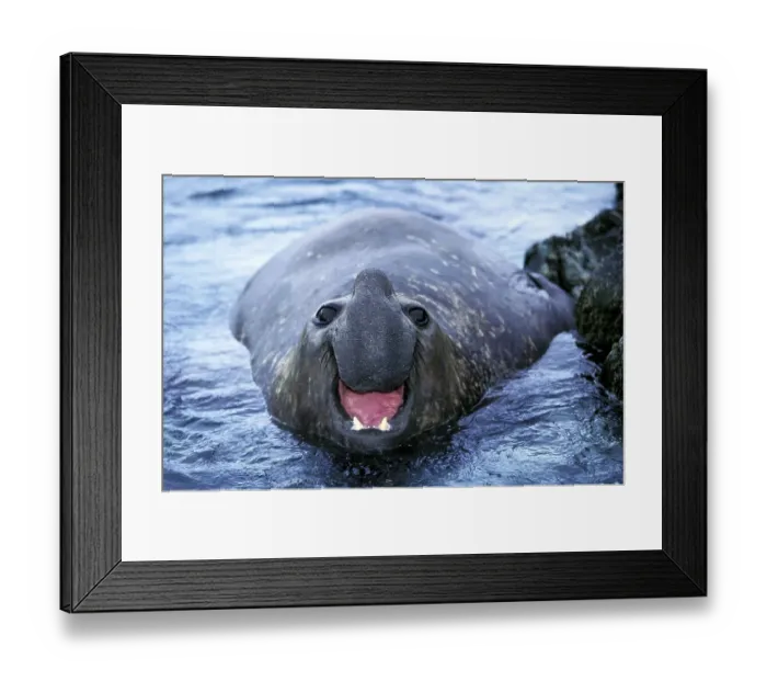 Framed Print : Southern Elephant Seal (mirounga leonina)
