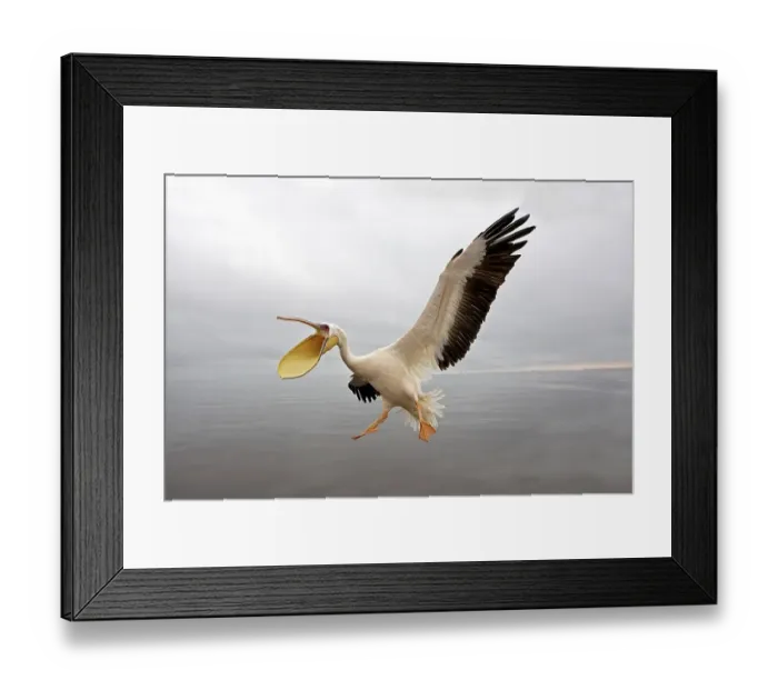 Framed Print : Great White Pelican (pelecanus onocrotalus) Framed Print : Great White Pelican (pelecanus onocrotalus)