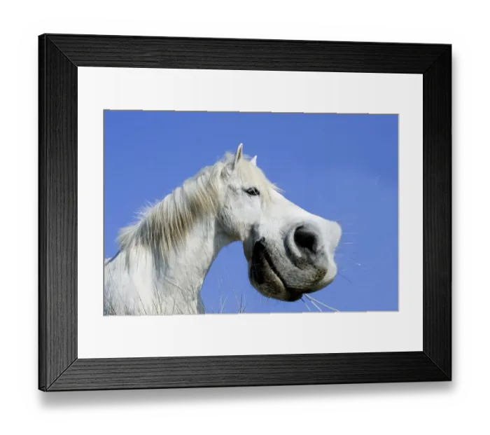 Framed Print : Camargue Horse, Funny Portrait Framed Print : Camargue Horse, Funny Portrait