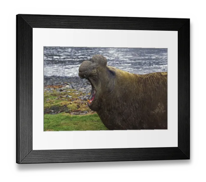 Framed Print : Southern Elephant Seal (mirounga leonina)