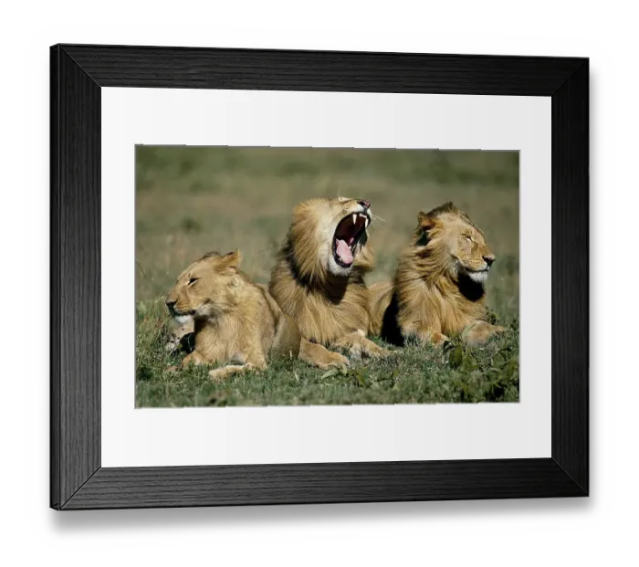 Framed Print : African Lion (panthera leo), Juvenile Males laying on Grass