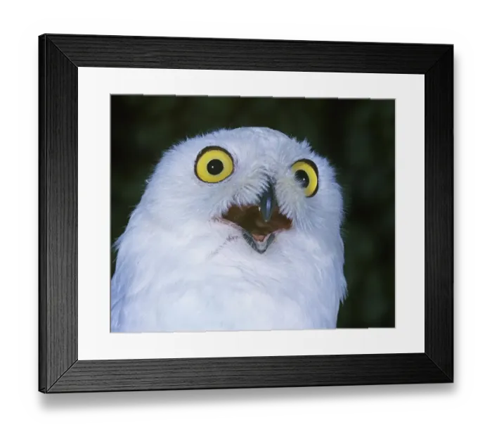 Framed Print : Snowy Owl (nyctea scandiaca), with Open Beak Framed Print : Snowy Owl (nyctea scandiaca), with Open Beak