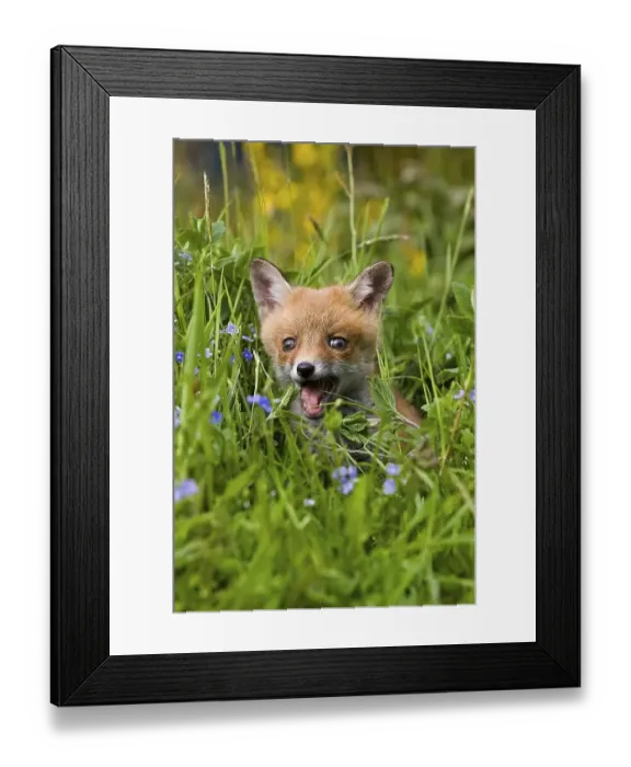 Framed Print : Red Fox (vulpes vulpes), Puppy with Flowers Framed Print : Red Fox (vulpes vulpes), Puppy with Flowers