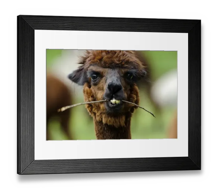 Framed Print : Alpaca (Llama pacos) Framed Print : Alpaca (Llama pacos)
