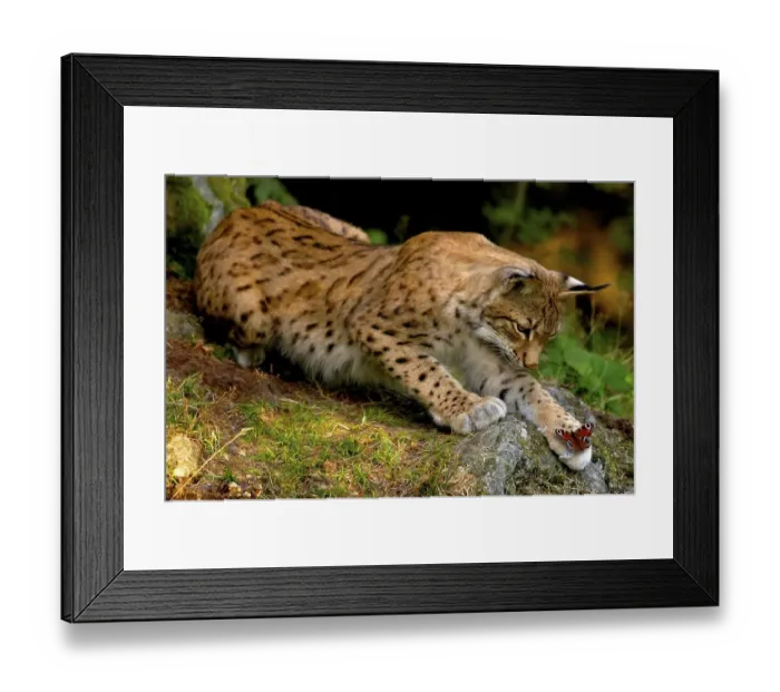 Framed Print : Lynx looks baffled at butterfly on its paw
