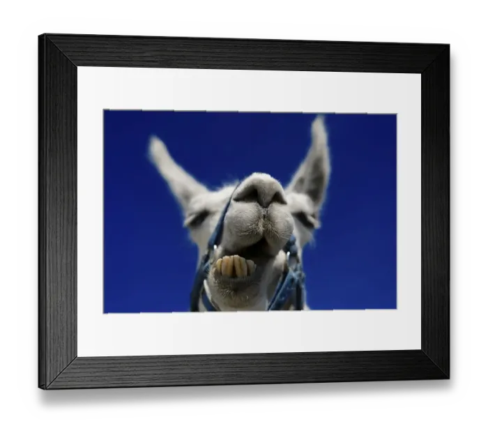 Framed Print : Llama ruminating, portrait, llama tour at the summit of Boeses Weibele Mountain in the Defregger Group