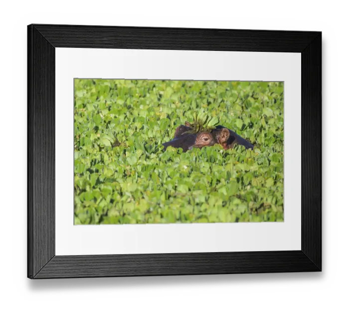 Framed Print : Hippopotamus (Hippopotamus amphibius) in a pond covered with water lettuce Framed Print : Hippopotamus (Hippopotamus amphibius) in a pond covered with water lettuce