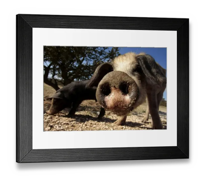 Framed Print : Curious pig, snout, Sardinia, Italy, Europe