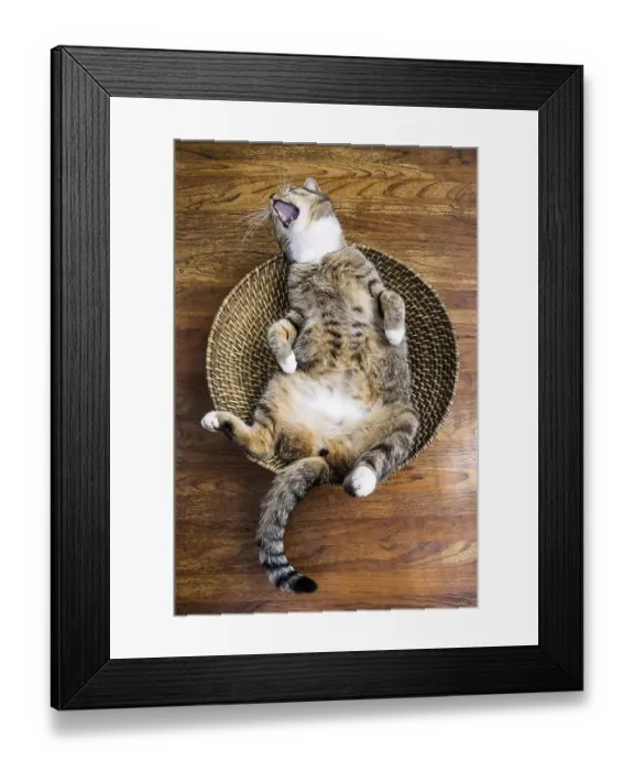 Framed Print : Cat lying on its back in a fruit basket yawning gleefully