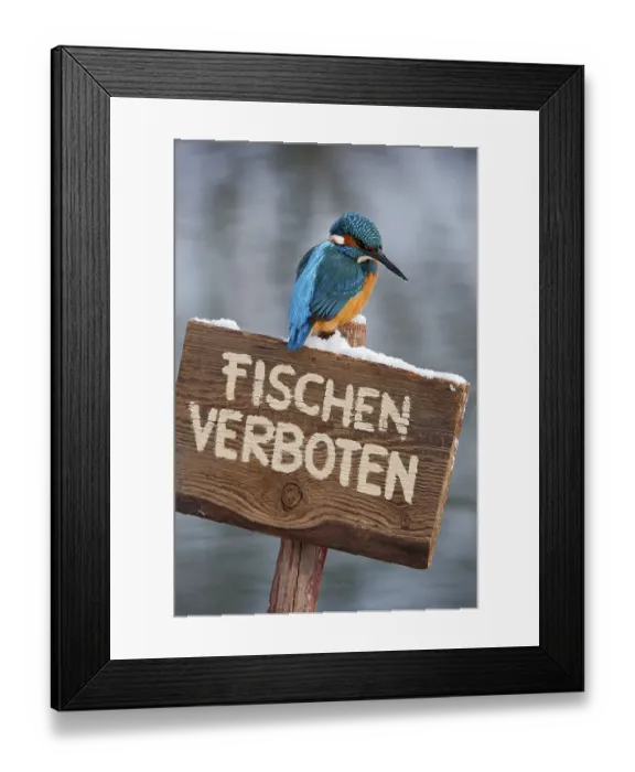 Framed Print : Kingfisher (Alcedo atthis), perched on a German no fishing sign
