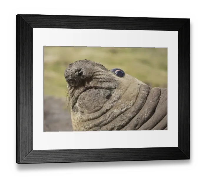 Framed Print : Southern elephant seal (Mirounga leonina) Framed Print : Southern elephant seal (Mirounga leonina)