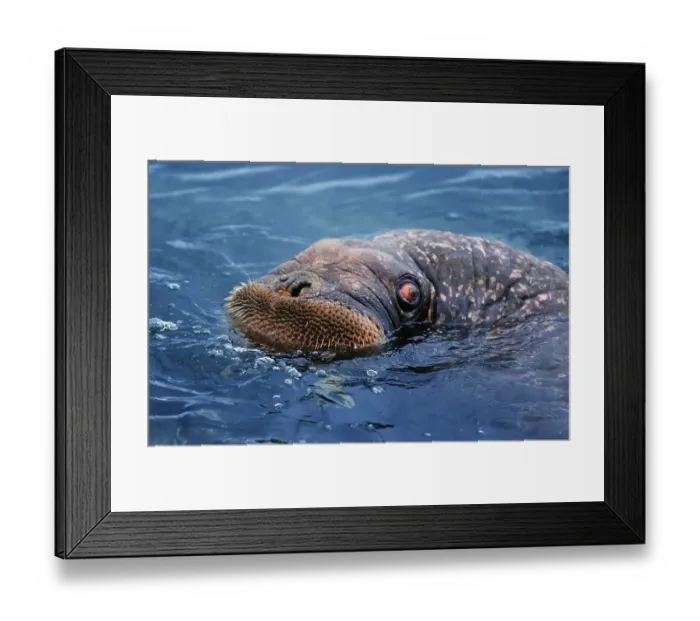 Framed Print : Pacific walrus (Odobenus rosmarus divergens)
