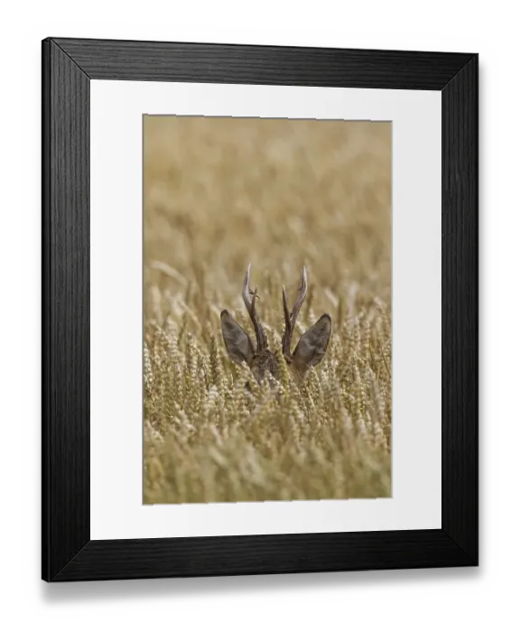 Framed Print : European roe deer (Capreolus capreolus) buck foraging in wheat field in summer Framed Print : European roe deer (Capreolus capreolus) buck foraging in wheat field in summer