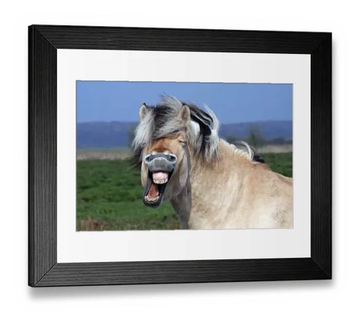 Framed Print : Norwegian Fjord Horse (Equus islandicus), neighing