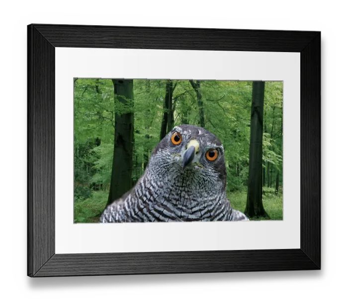 Framed Print : Northern goshawk (Accipiter gentilis) Framed Print : Northern goshawk (Accipiter gentilis)
