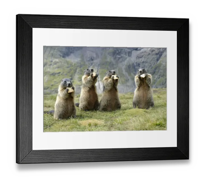 Framed Print : Alpine Marmots (Marmota marmota) eat biscuits