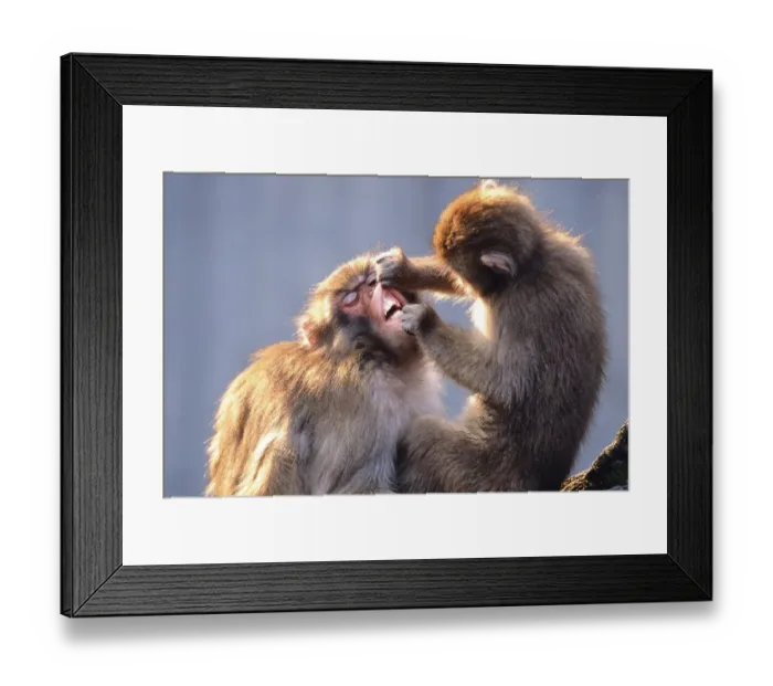 Framed Print : Japanese macaque or Snow monkeys (Macaca fuscata) Framed Print : Japanese macaque or Snow monkeys (Macaca fuscata)