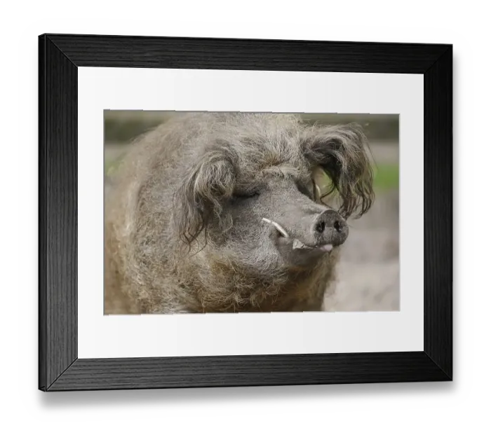 Framed Print : Woolly pig or Mangalica pig (Sus scrofa domesticus) Framed Print : Woolly pig or Mangalica pig (Sus scrofa domesticus)