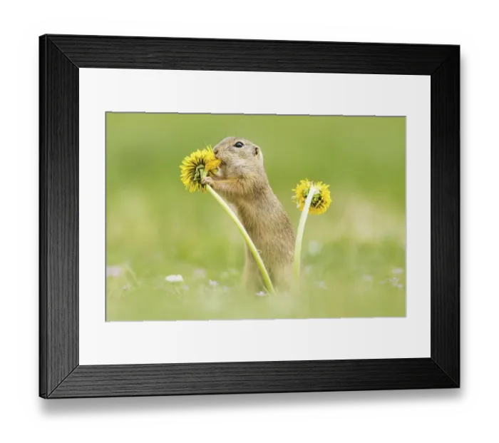 Framed Print : European ground squirrel (Spermophilus citellus) eating Dandelion (Taraxacum) Framed Print : European ground squirrel (Spermophilus citellus) eating Dandelion (Taraxacum)