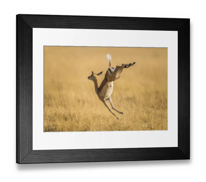 Framed Print : Impala (Aepyceros melampus), female jumping on the run