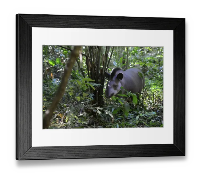 Framed Print : Lowland tapir (Tapirus terrestris) in the jungle