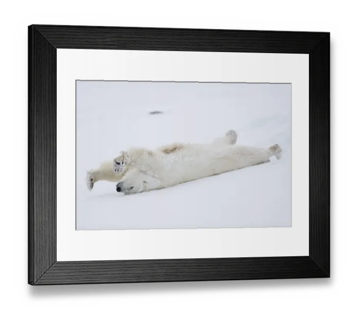Framed Print : Polar bear (Ursus maritimus) stretching