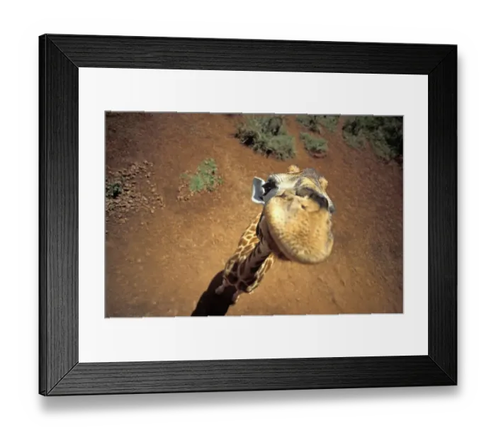 Framed Print : Giraffe from above ( Giraffa camelopardalis )