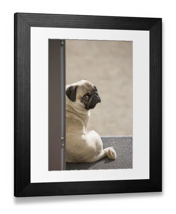 Framed Print : A young pug is sitting in a doorway