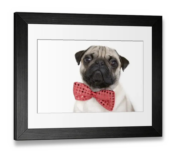 Framed Print : Young pug with a red bow tie, portrait