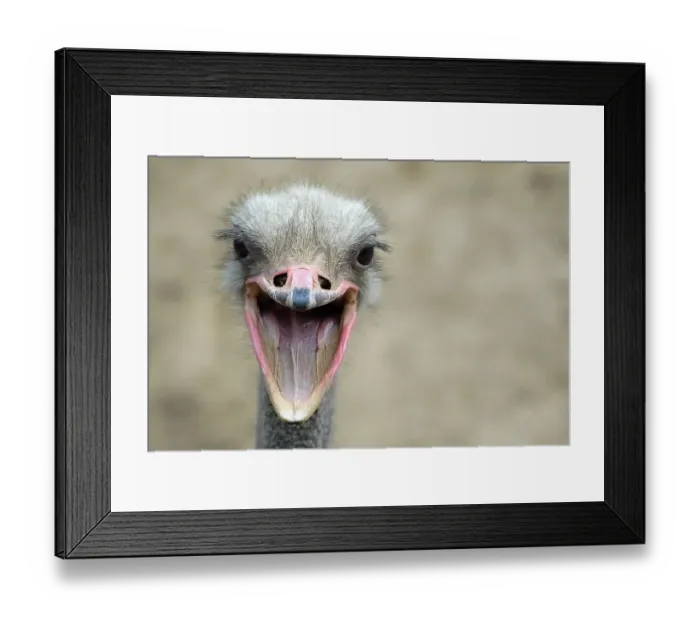 Framed Print : African Ostrich (Struthio camelus), portrait